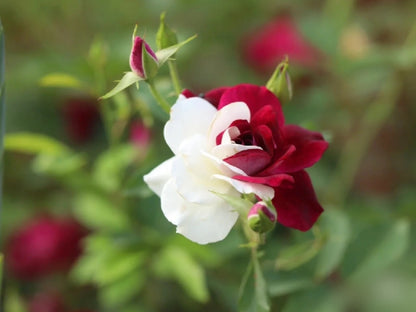 Rare Twin Roses - Seeds