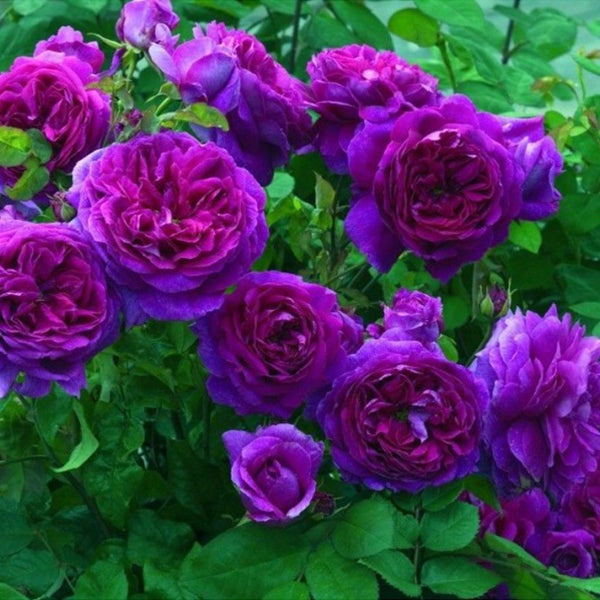 Purple Climbing Rose Seeds