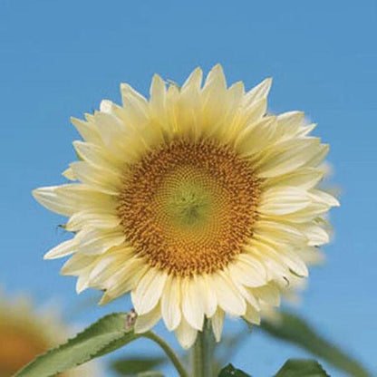 Butter Sunflower Seeds