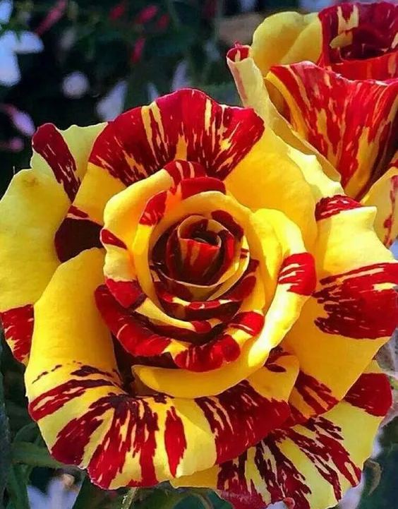 Tea Rose 'Dragon Tiger' Seeds