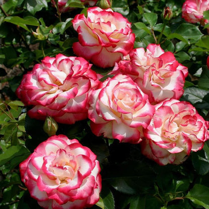 💥54% OFF🍒🌹Cherry Parfait Rose Seeds