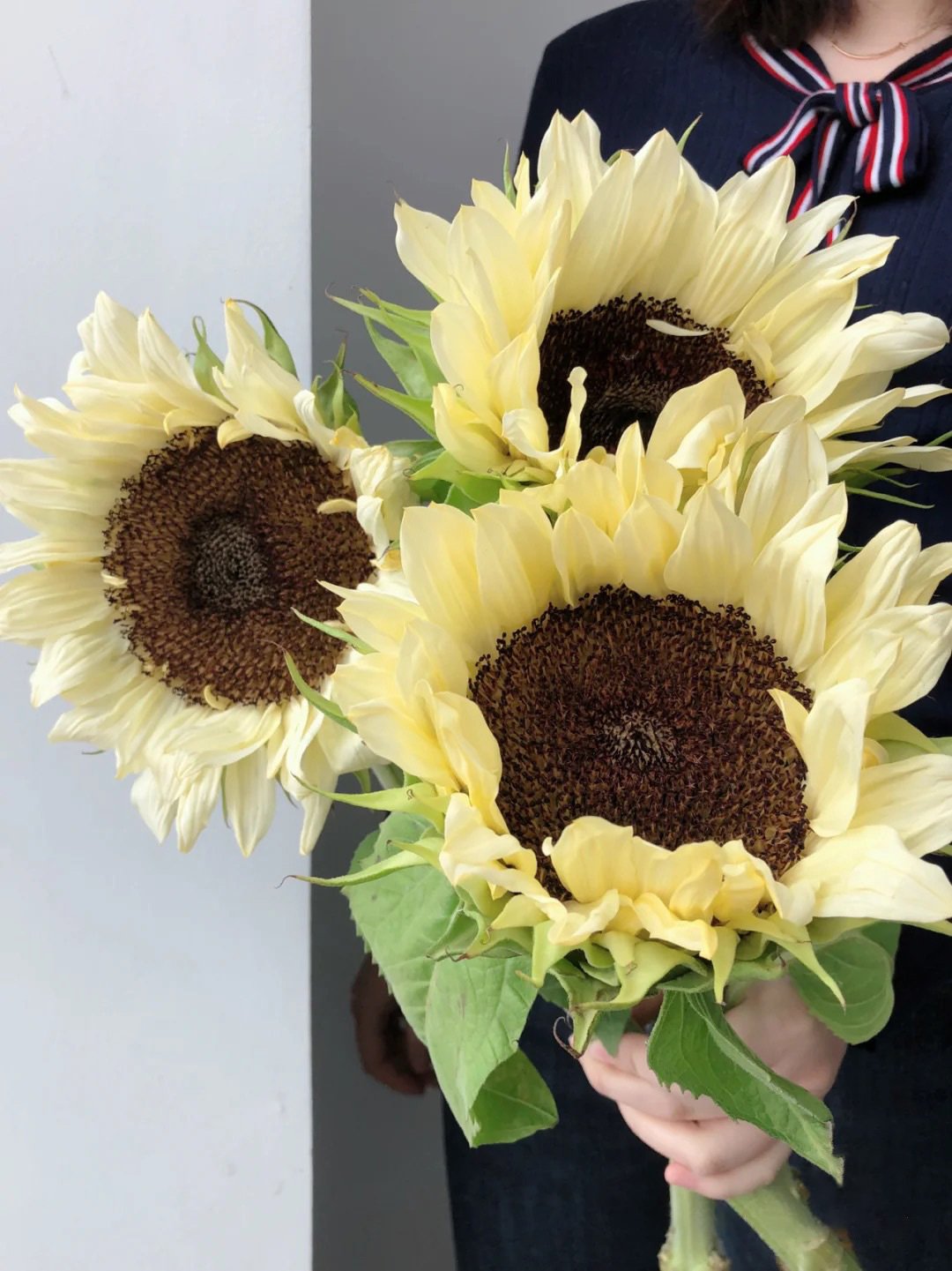 50 Seeds White sunflower with black core