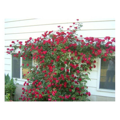 50pcs/Bag Red Climbing Rose Seeds