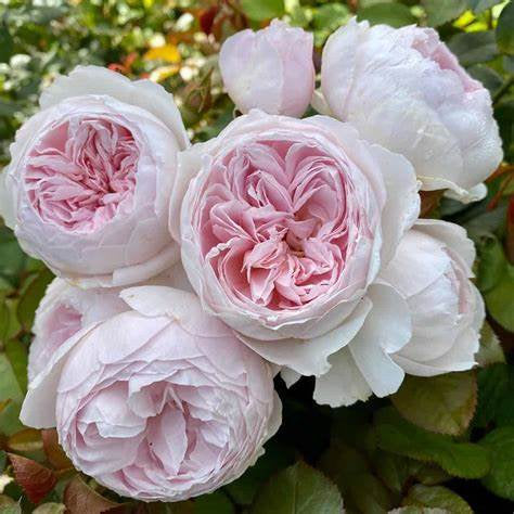 Earth Angel floribunda rose seeds