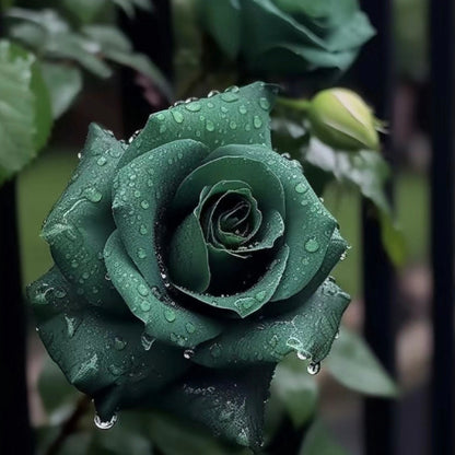 Scottish Green Rose Seeds