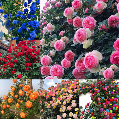 56% OFF✨100 Pcs Rare Climbing Rose Seeds🌹