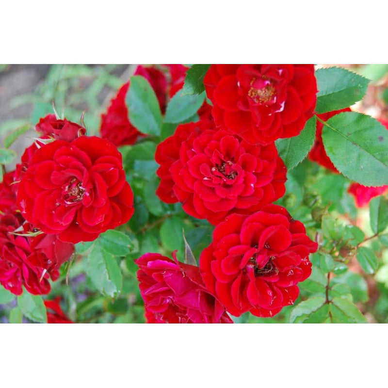 Climbing Rose (Red) 50 Seeds