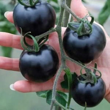 💥💥Organic Indigo Rose Tomato Seeds