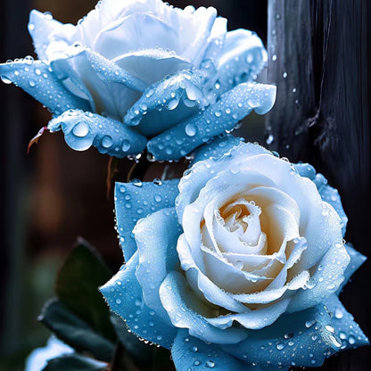 Broken Ice Blue Rose Seeds