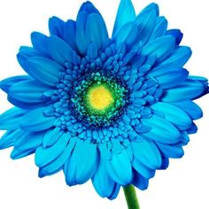 💫 50% OFF 🎉 10 kinds of bright gerbera flower seeds