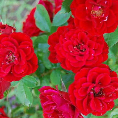 Alitissimo Climbing Rose Seeds