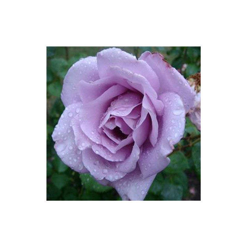 Climbing Rose (Light Purple) 50 Seeds