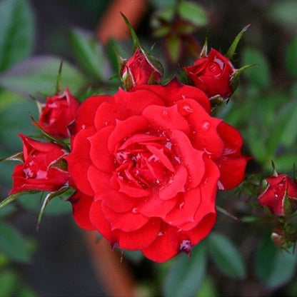 Alitissimo Climbing Rose Seeds