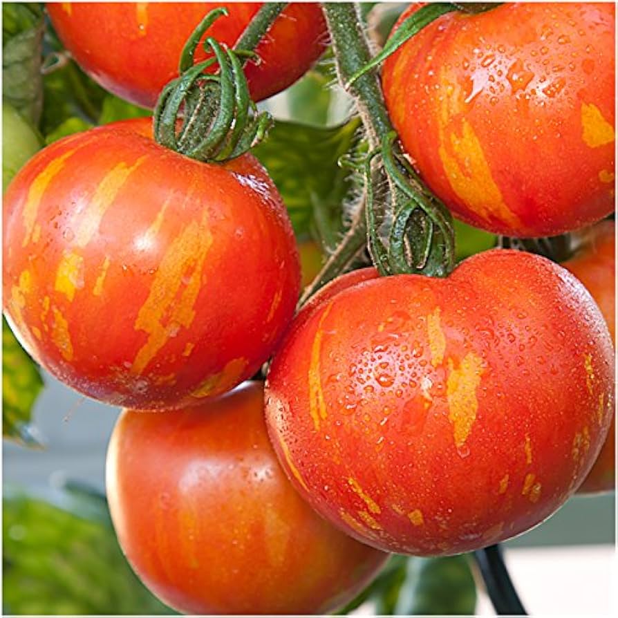 Red Zebras Tomato Seeds