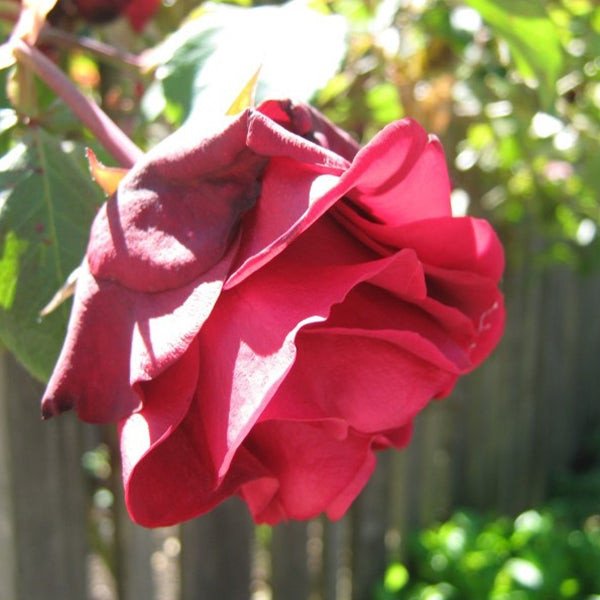 Explosion Climbing Rose Garden Seeds