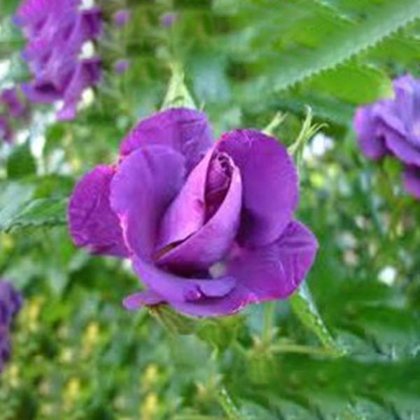 Purple  Climbing Rose Seeds