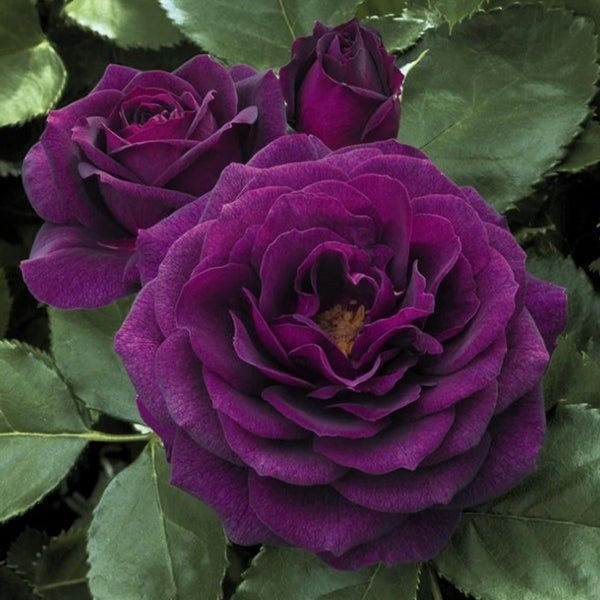 Purple Climbing Rose Seeds