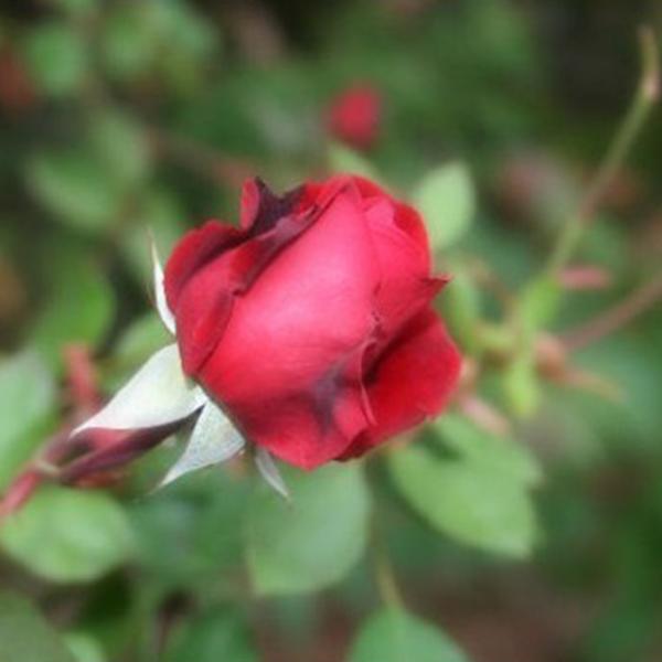 Alitissimo Climbing Rose Seeds