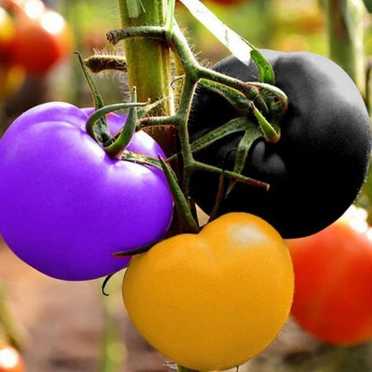 🌈🍅Rainbow Tomato Seeds