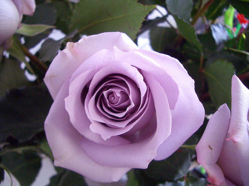 Lavender roses seeds