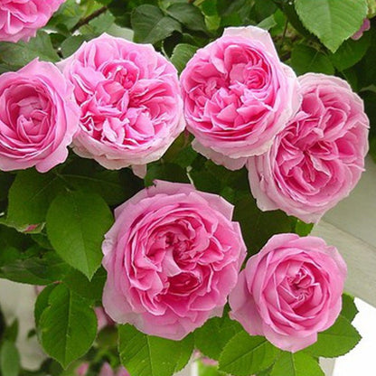 Pink Lady Rose Climbing Seeds