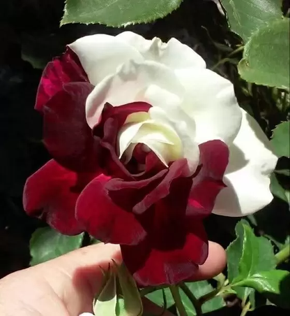 Rare Twin Roses - Seeds