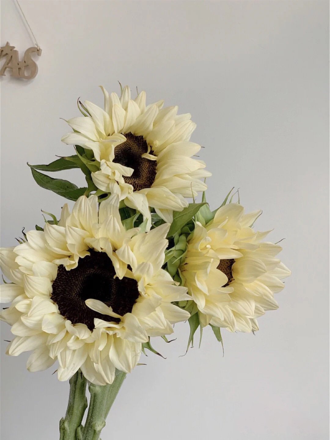 50 Seeds White sunflower with black core