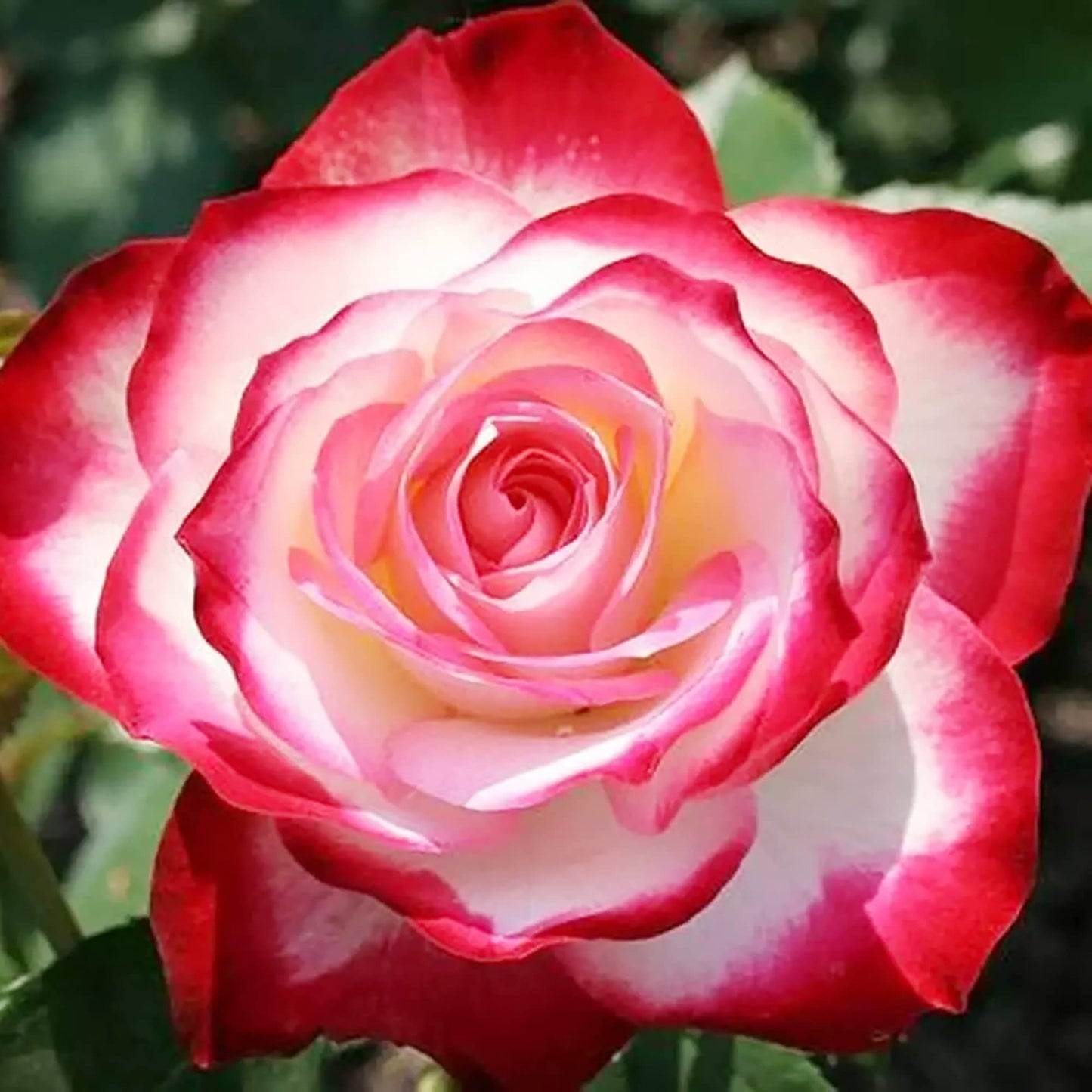 💥54% OFF🍒🌹Cherry Parfait Rose Seeds