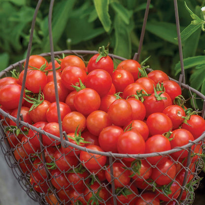 🥰✨Tidy Treats Tomato Seeds