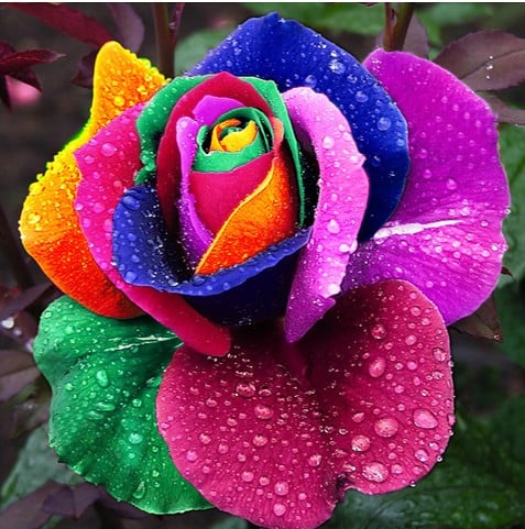 Rainbow Rose Seeds