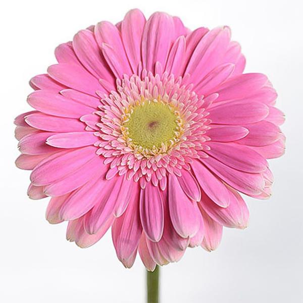 Pink double gerbera chrysanthemum seeds, sunflowers