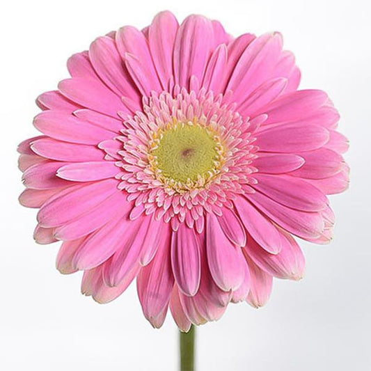 Pink double gerbera chrysanthemum seeds, sunflowers