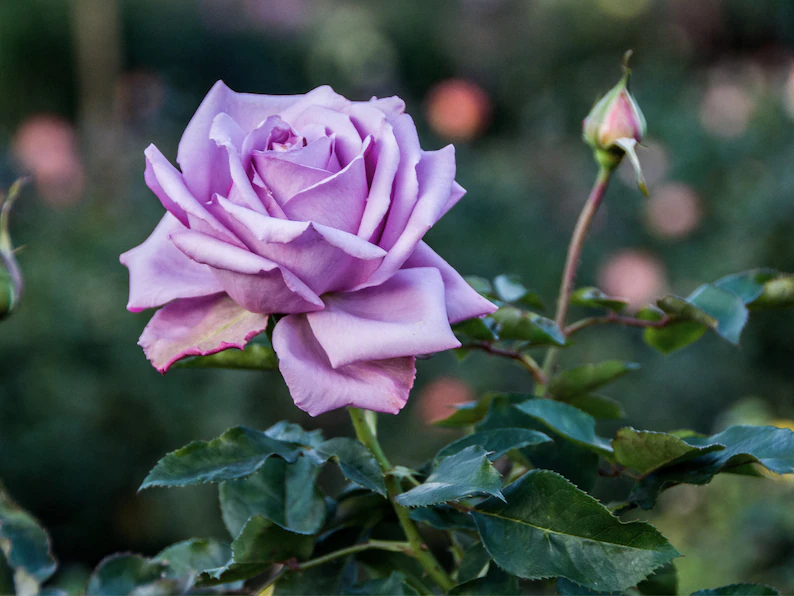 Lavender roses seeds