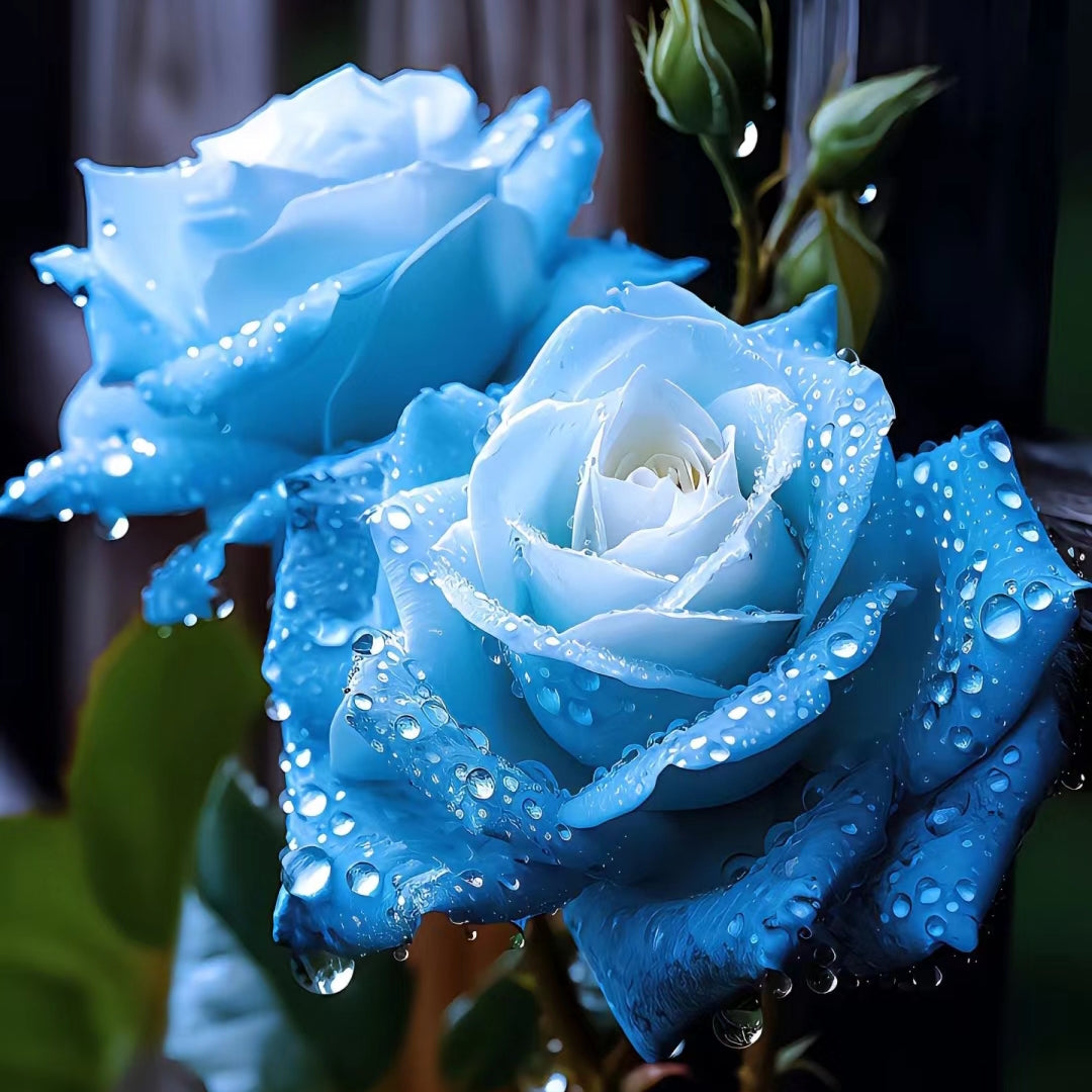 Broken Ice Blue Rose Seeds