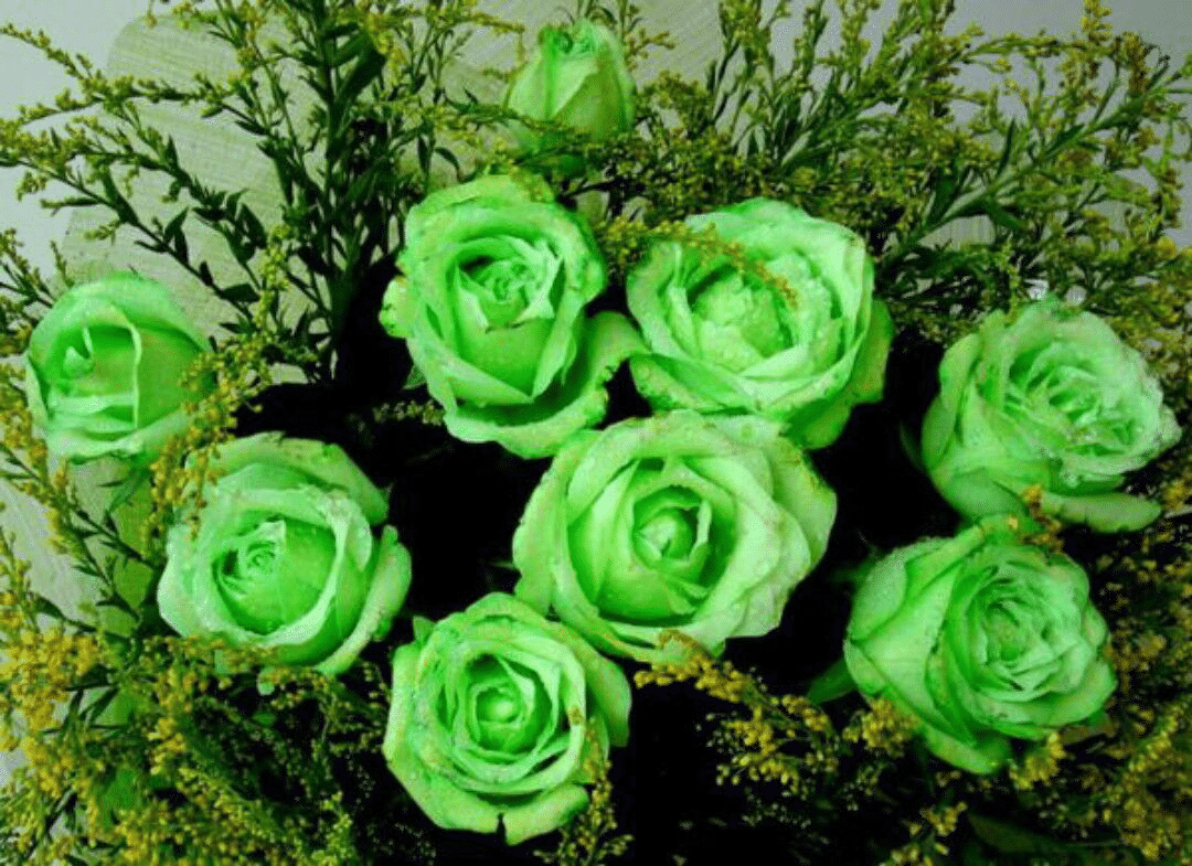 Green Rose Flower Seeds