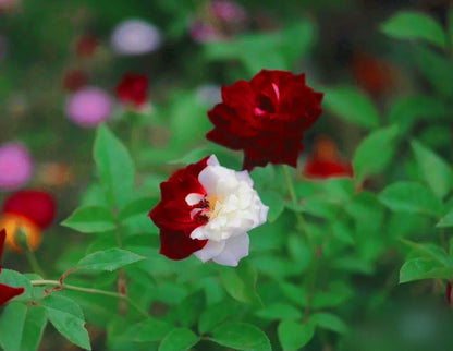 Rare Twin Roses - Seeds