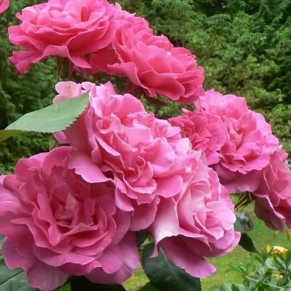 Pink Lady Rose Climbing Seeds