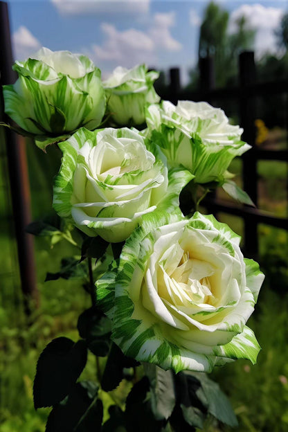 🤍Rare White and Green Twin Roses💚