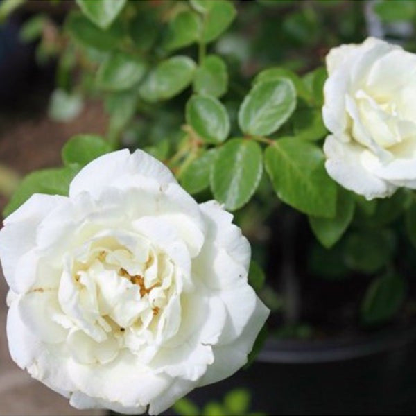 White Climbing Rose Seeds