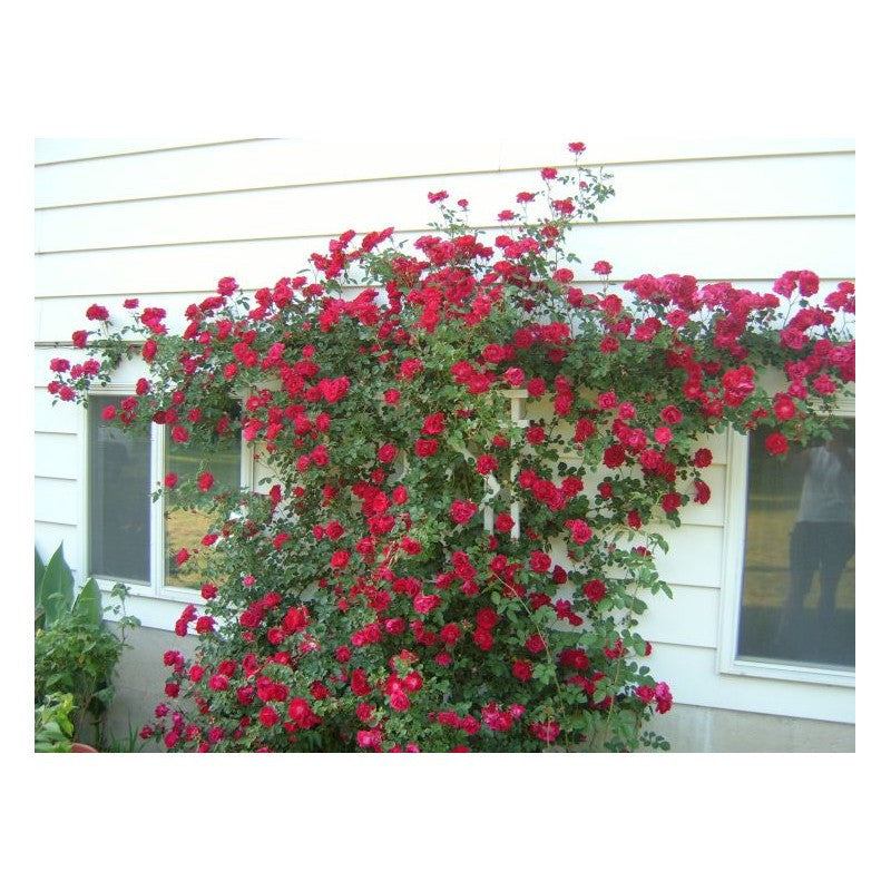 Climbing Rose (Red) 50 Seeds