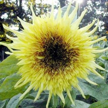 Lemon Starburst Sunflower Seeds Rare Sun Flower Seeds