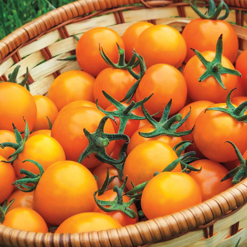 🧡🍅Gold Sun Sweet Orange Cherry Tomatoes Seeds