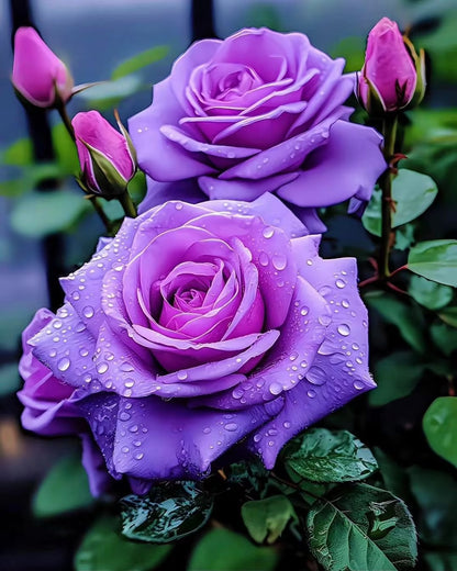 Rare Purple Rose Plant Seeds for Home Gardens