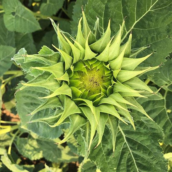 💥50% OFF🌻Unique Sunflower, Sun-Fill Mix Hybrid🏵️