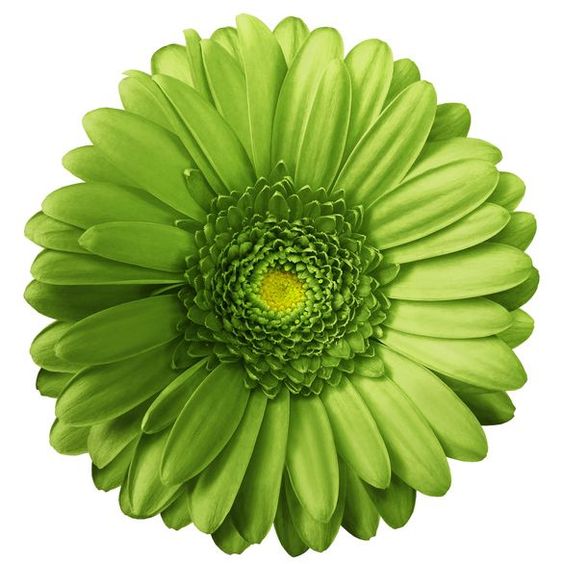 💫 50% OFF 🎉 10 kinds of bright gerbera flower seeds