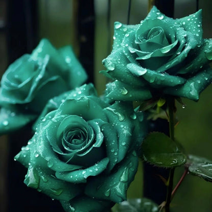 Scottish Green Rose Seeds