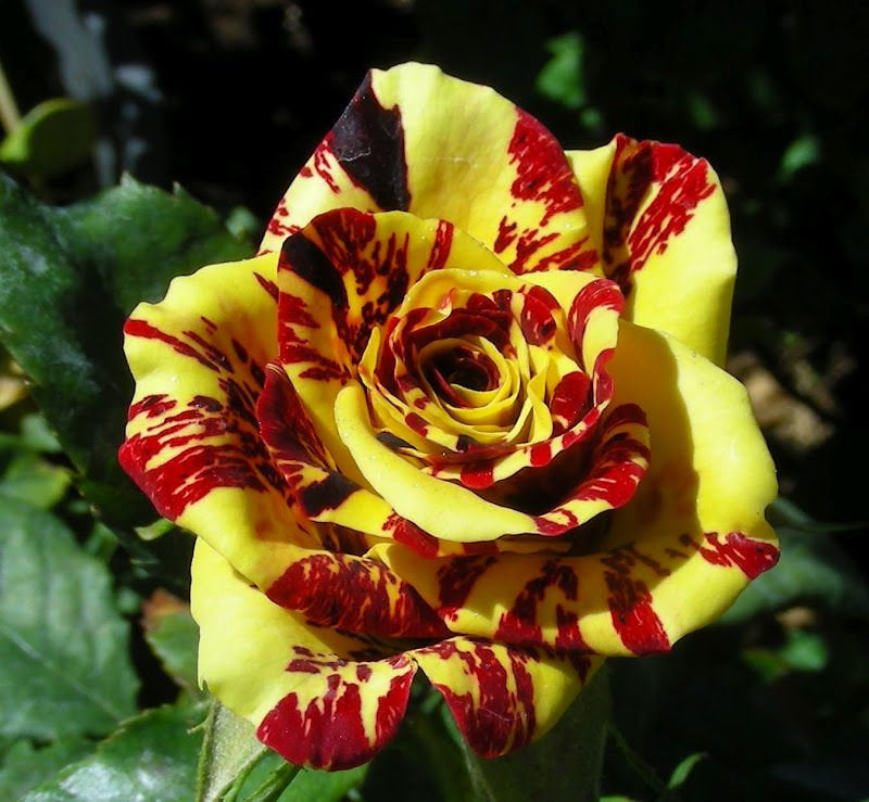 Tea Rose 'Dragon Tiger' Seeds