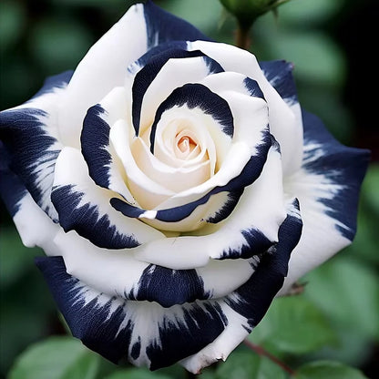 RARE BLACK & WHITE ROSE