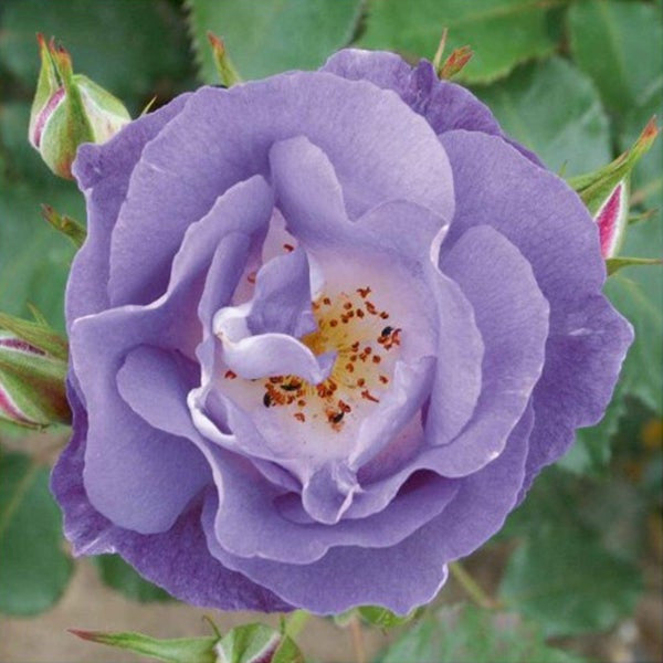 Light Purple Climbing Rose Seeds