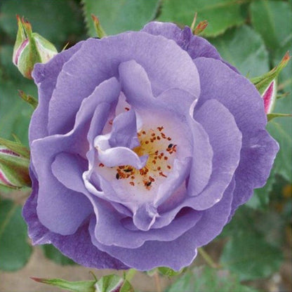 Light Purple Climbing Rose Seeds